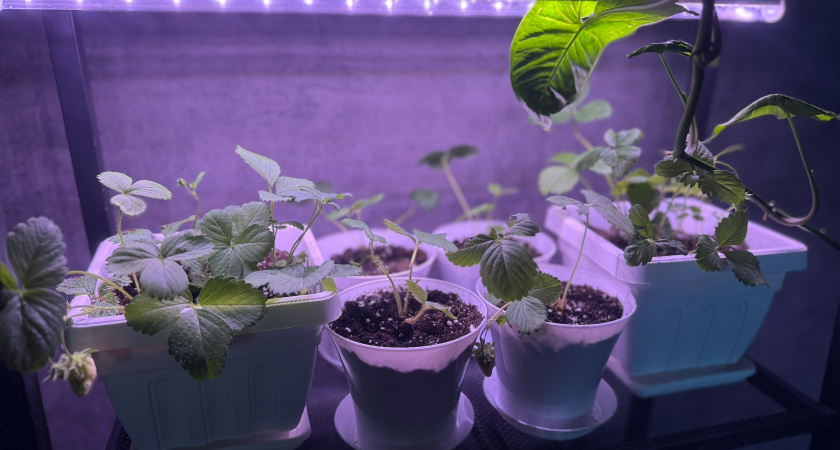 Нашла лучшую тару для рассады: 5 лет выращиваю и другой не ищу - корни мощные и длинные