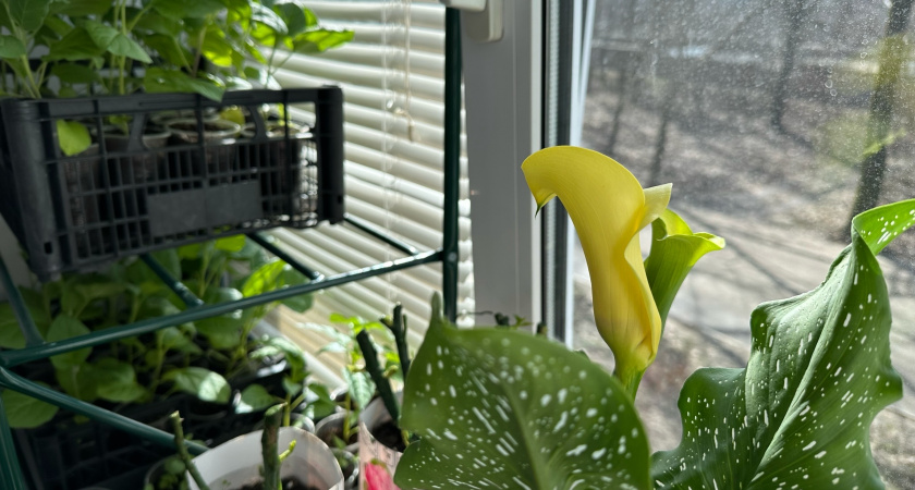 Петуния вышла из моды: сажаю в саду другой ампельный цветок — покрыт миллионом бутонов все лето до осени