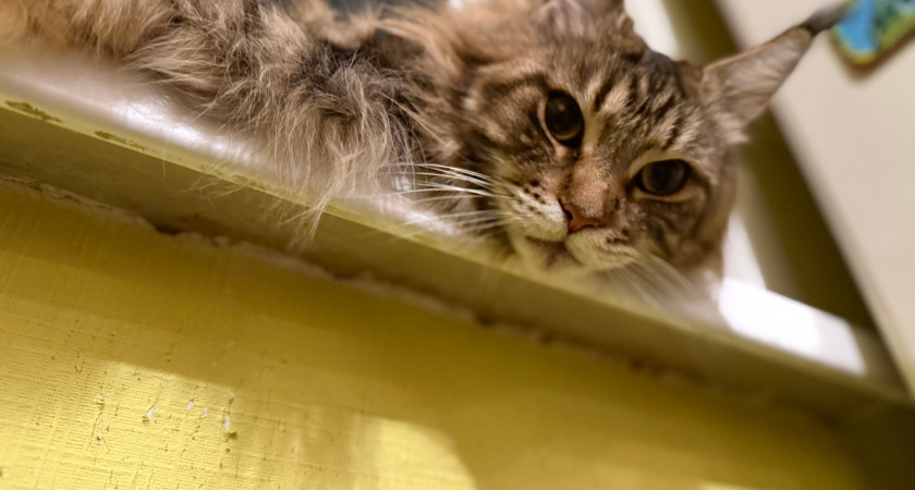 Что обозначает на лбу у кошки буква «М»: зоопсихологи раскрыли значение узора - неожиданный для многих ответ