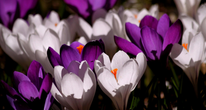 Унылые многолетники больше не в тренде: 10 самых модных растений для малоуходных садов - задают природный стиль