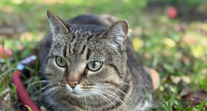 Секрет, который знают ветеринары: как определить возраст кошки за 5 минут - полезно знать всем владельцам