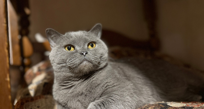 Ученые поставили точку в вопросе - каких людей на самом деле любят и уважают кошки