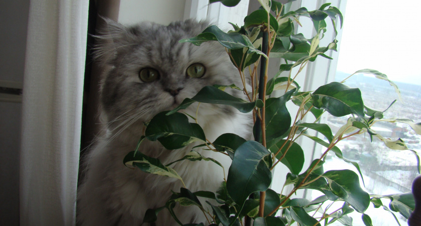 Хотела уюта, а получила джунгли: топ-10 растений, которые разрастаются на глазах