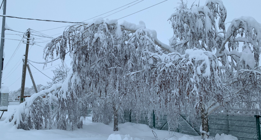 В Рязанской области деревья продолжают падать на линии электропередачи