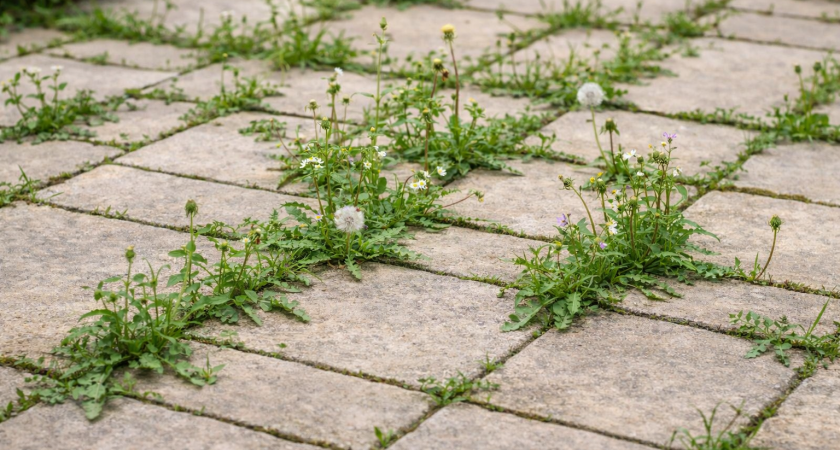 Сорняки лезут из плитки как по расписанию — устала воевать: решила проблему за один вечер