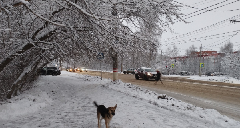 Рязанка рассказала, где обитает стая агрессивных собак