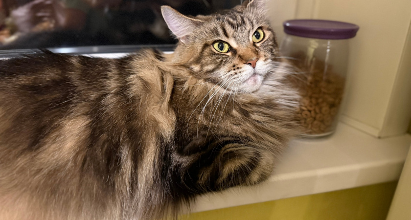 Эти 4 типа людей кошка считает своими, остальные - просто прислуга: проверьте себя