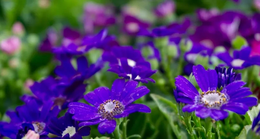 Сею 12 однолетников до 15 октября: весной всходят сами даже без рассады - красота в саду и никакой мороки