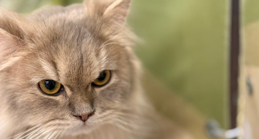 Рязанцев предупреждают о рисках возникновения жажды у кошек