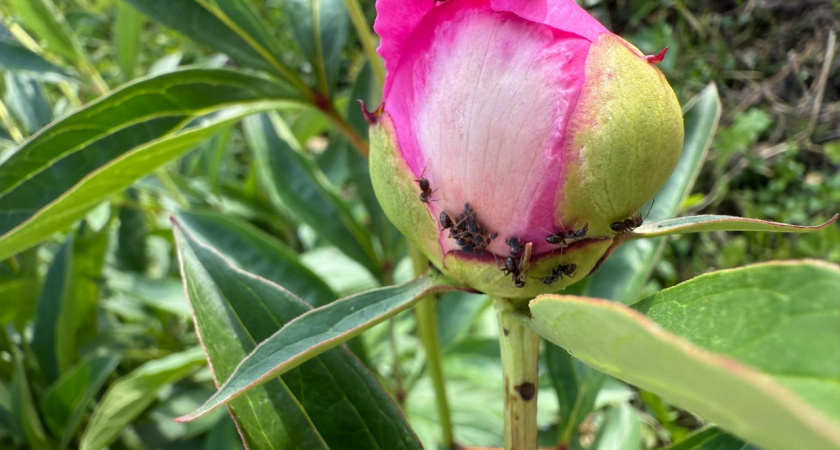 Муравьи исчезли с грядок за 3 дня — развела в ведре копеечное средство и забыла о нашествии
