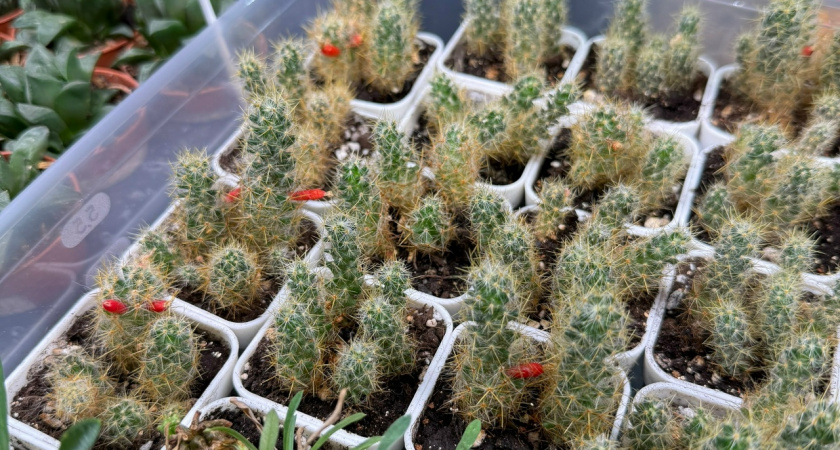 Поставила одно растение в спальню — тревожность ушла незаметно: 10 зелёных «антистрессов» для дома