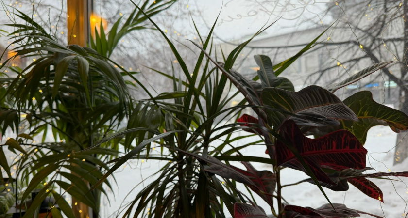 Зимой комнатные растения гибнут из-за одной ошибки — её допускают даже опытные цветоводы