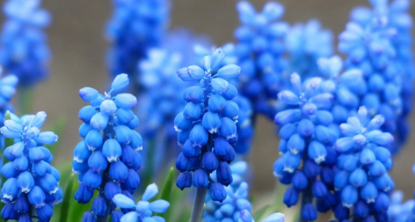 Моим садом восторгаются все соседи: 15 дивных многолетников - цветут на клумбах с весны до поздней осени