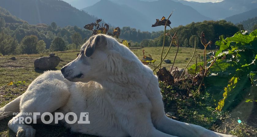 «Надеюсь, деньги не уйдут в карман»: рязанцы настороженно восприняли расходы на отлов безнадзорных животных