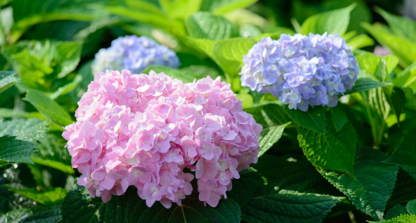 Вечноцветущая красота: мой "золотой" список многолетников без капризов и мороки - аромат на всю округу