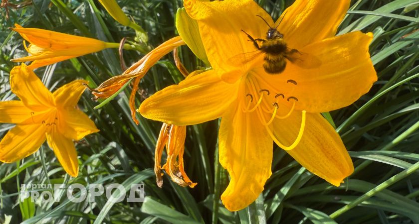 «Комары вместо весны»: рязанцев насторожили прогнозы о нашествии насекомых