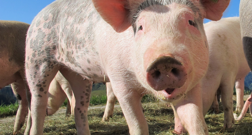 «Отходы могут попасть в подземные воды»: жители обеспокоены строительством свинокомплекса под Затворным