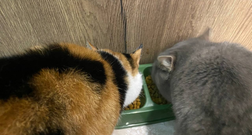 Перестаньте кормить этим кошку: какой сухой корм нельзя давать котам - запомните раз и на всю жизнь