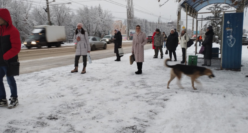 Бастрыкин поручил возбудить уголовное дело из‑за бездействия по отлову собак в Рязанской области
