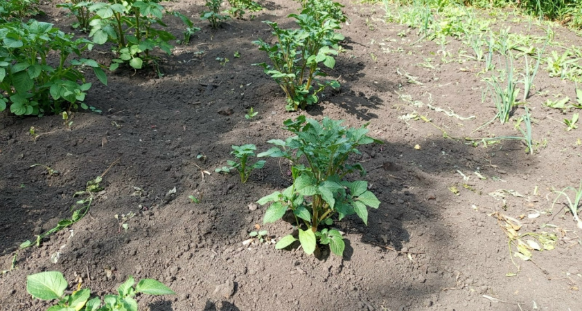 С куста собирала горсть мелочи — пока не узнала 3 приёма: теперь картофель размером с кулак