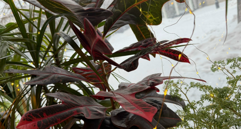 Уезжаете в отпуск? Этот трюк спасёт растения без автополива — и о нём почти не знают