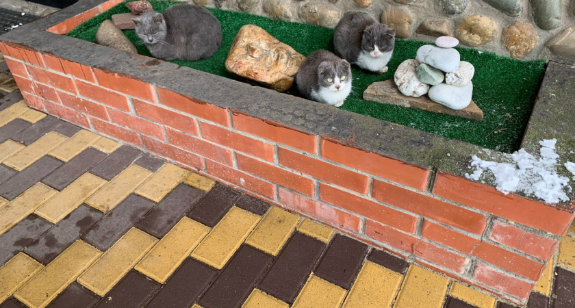 Перестал покупать тротуарную плитку — замешал этот раствор и сэкономил втрое: дорожка пережила первую зиму без трещин