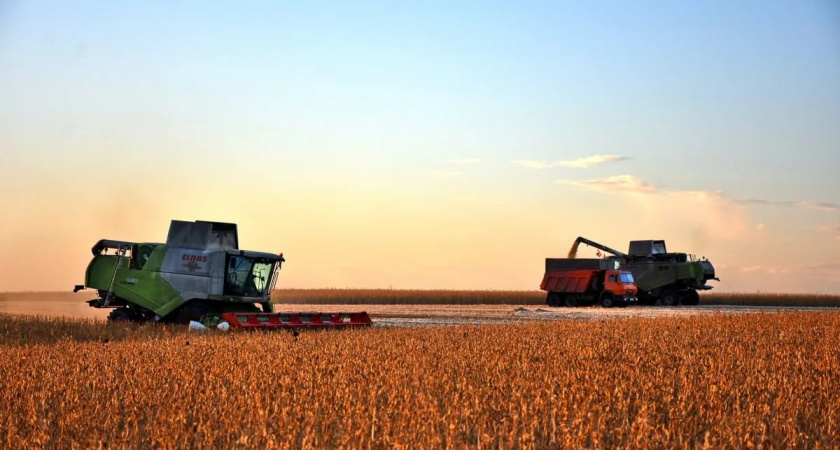 «Земли под свинокомплексы»: рязанцы спорят о росте посевных площадей