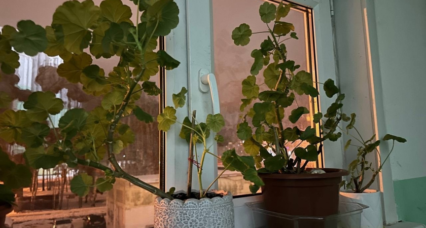 Стоят почти в каждом доме — но могут вредить здоровью: проверьте, есть ли у вас эти цветы