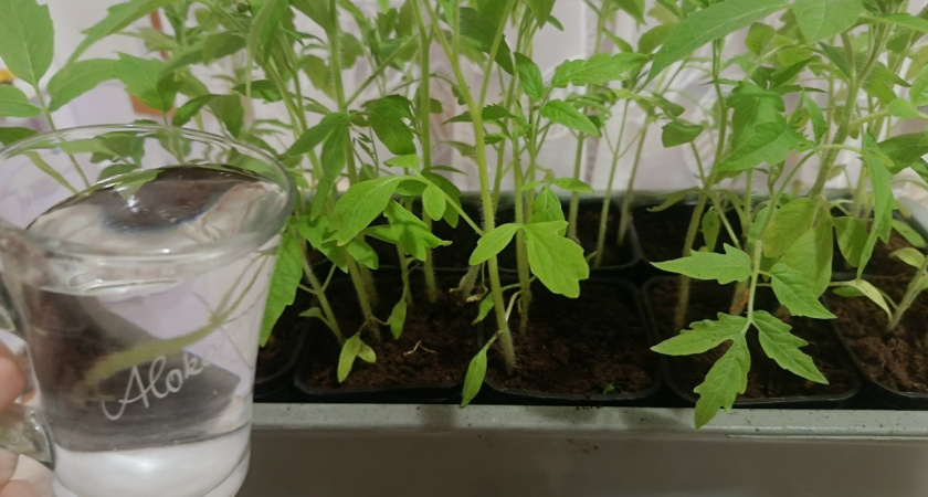 Раньше сеяла слишком рано — теперь считаю по формуле: томаты не перерастают и дают мощный урожай