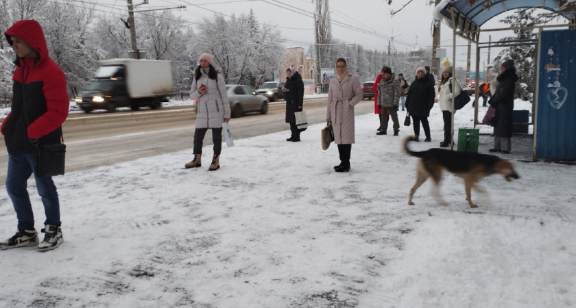 Рязанка защитила маму с ребенком от агрессивных собак