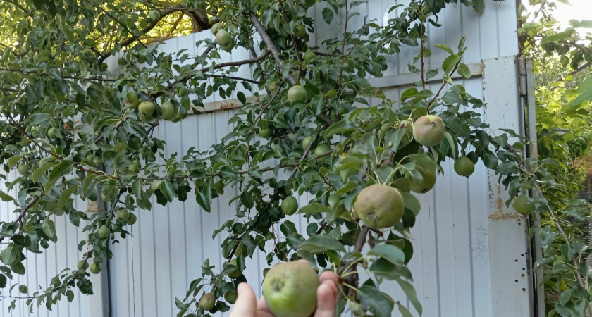 Восемь лет без плодов груши — помогли правильные соседи: метод старого агронома сработал
