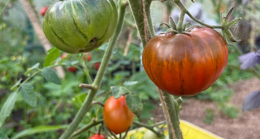 Отказалась от модных гибридов — эти 7 томатов дают урожай даже в засуху и ливни