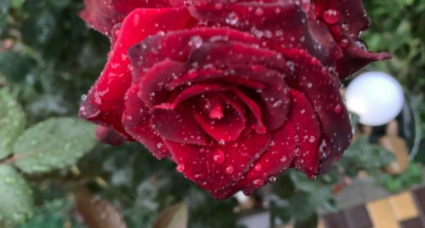 Янтарная кислота для растений — добавляю 1 средство и получаю взрывной рост: соседи не верят глазам