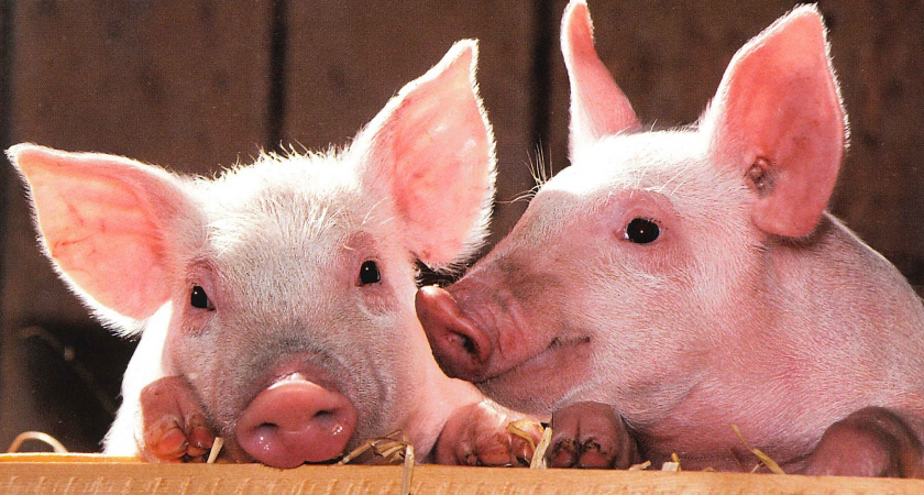 «Жить станет невозможно»: под Скопином выступили против строительства свинокомплексов