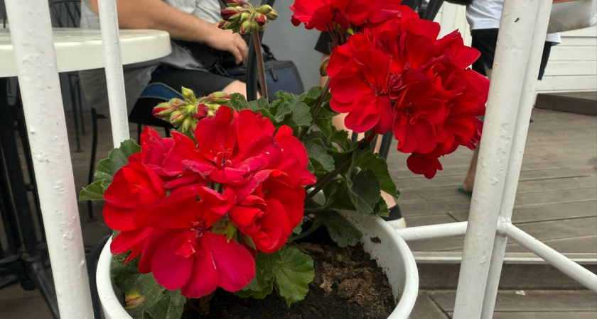 Ложку в литр воды — и герань выбрасывает бутоны один за другим: простая, но эффективная подкормка