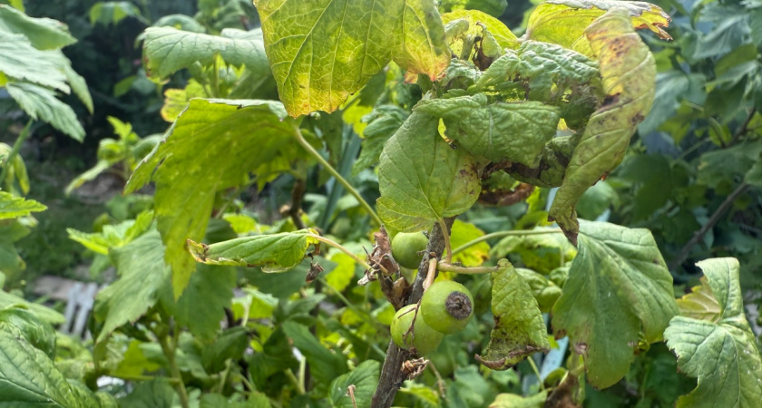 Ложку в ведро — тля исчезает за 2 дня: опрыскиваю и забываю о вредителе