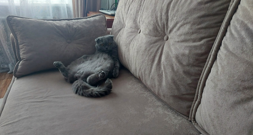 Кошка нашла сыну работу: спал до 7 утра — теперь подъём в четыре