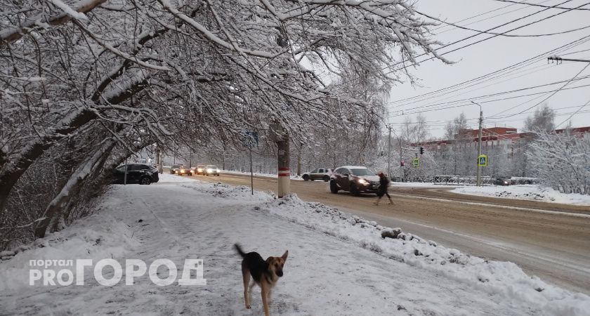 «Это общественное место с детьми»: рязанец пожаловался на стаю собак