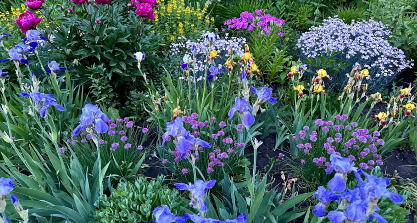 Рязанцев могут штрафовать на сотни тысяч рублей за одно растение