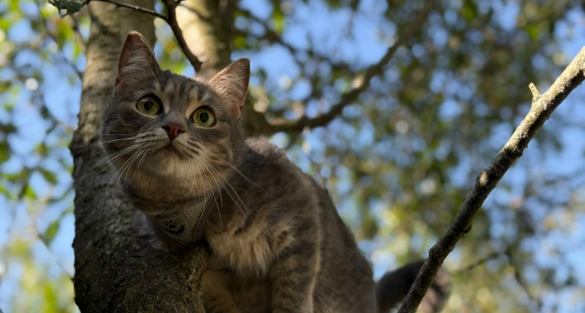 Русский кот Кирюша пропал в Германии — месяц поисков закончился криком из подвала: история до слёз