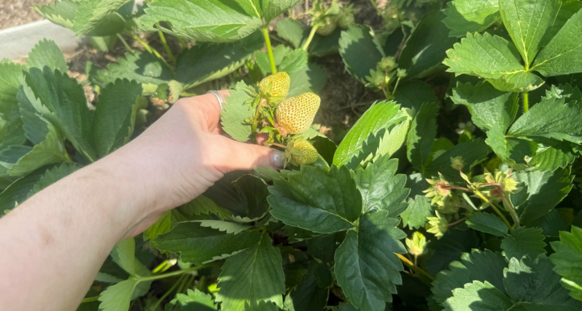 Урожай клубники вырос вдвое — отказалась от навоза и перешла на сибирский метод: трачу копейки