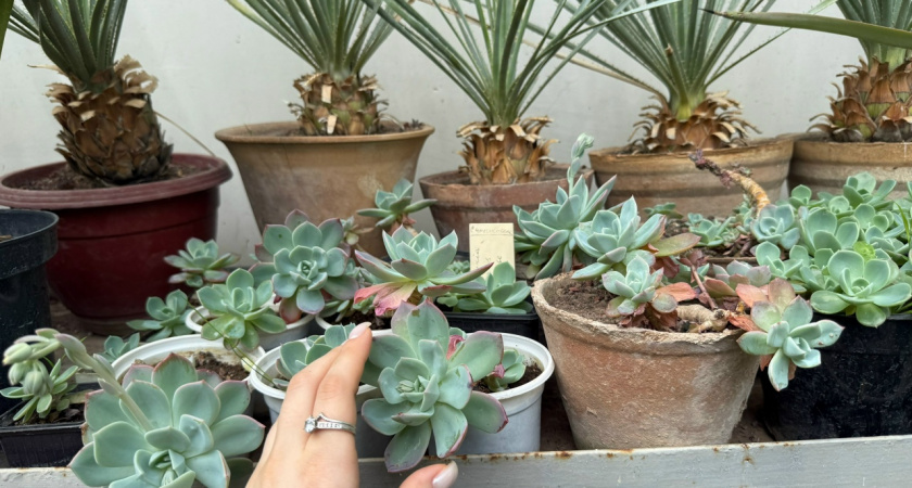 Эта специя из кухонного шкафа изменила комнатные цветы — через 5 дней результат удивил даже скептиков