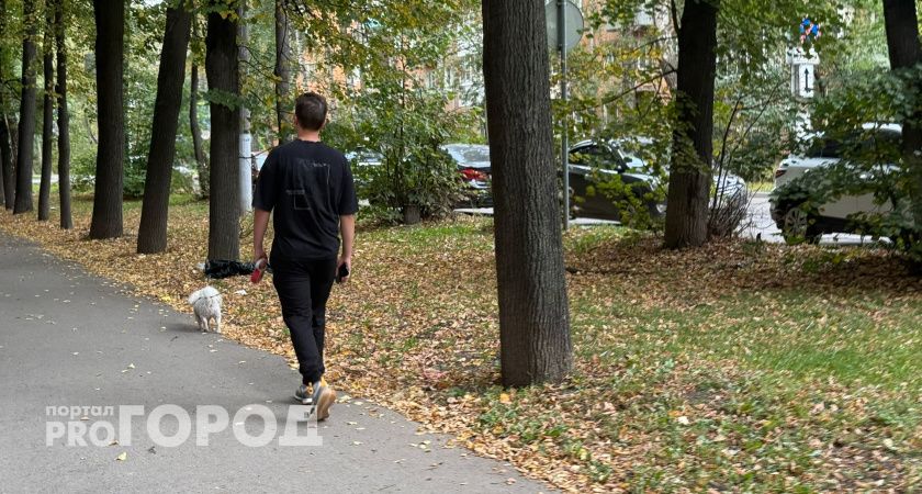 «Вам самим не противно?»: рязанцы спорят о чистоте тротуаров после выгула собак