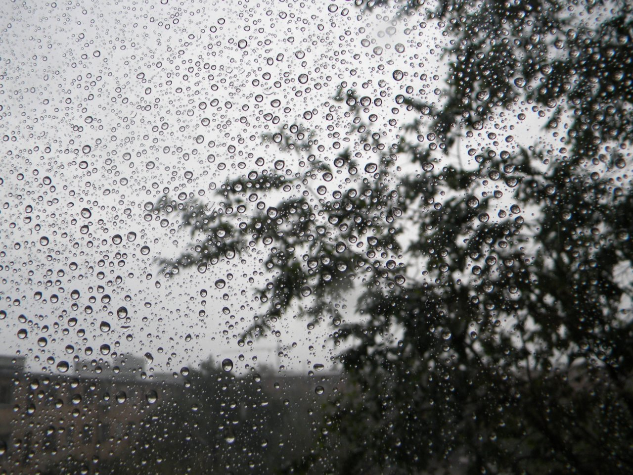О погоде в Рязани - рабочая неделя выдастся дождливой
