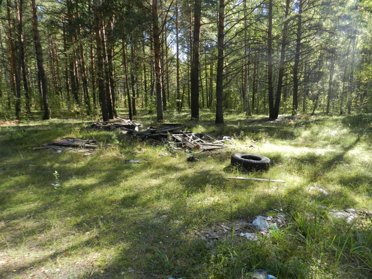 В Рязанской области Дубовая роща получит статус памятника природы