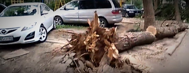 Огромное дерево внезапно рухнуло на улице улице Тимуровцев. Есть видео