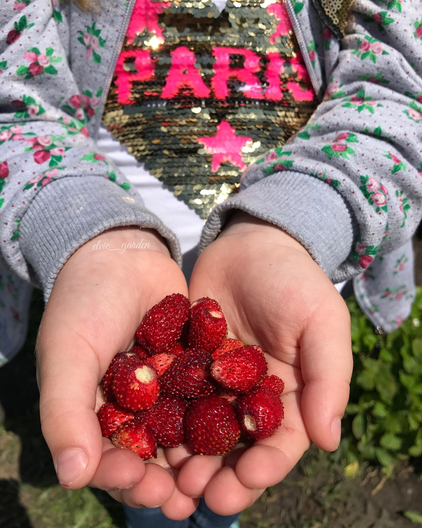 Лесные ягоды и полевые цветы: Instagram-подборка даров из лесов и полей Рязанской области