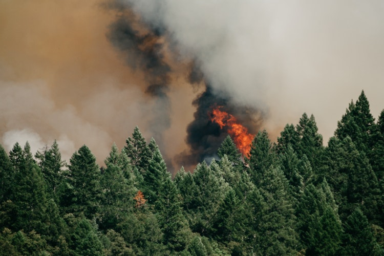 В Клепиковском районе Рязанской области пожарные потушили лесной пожар