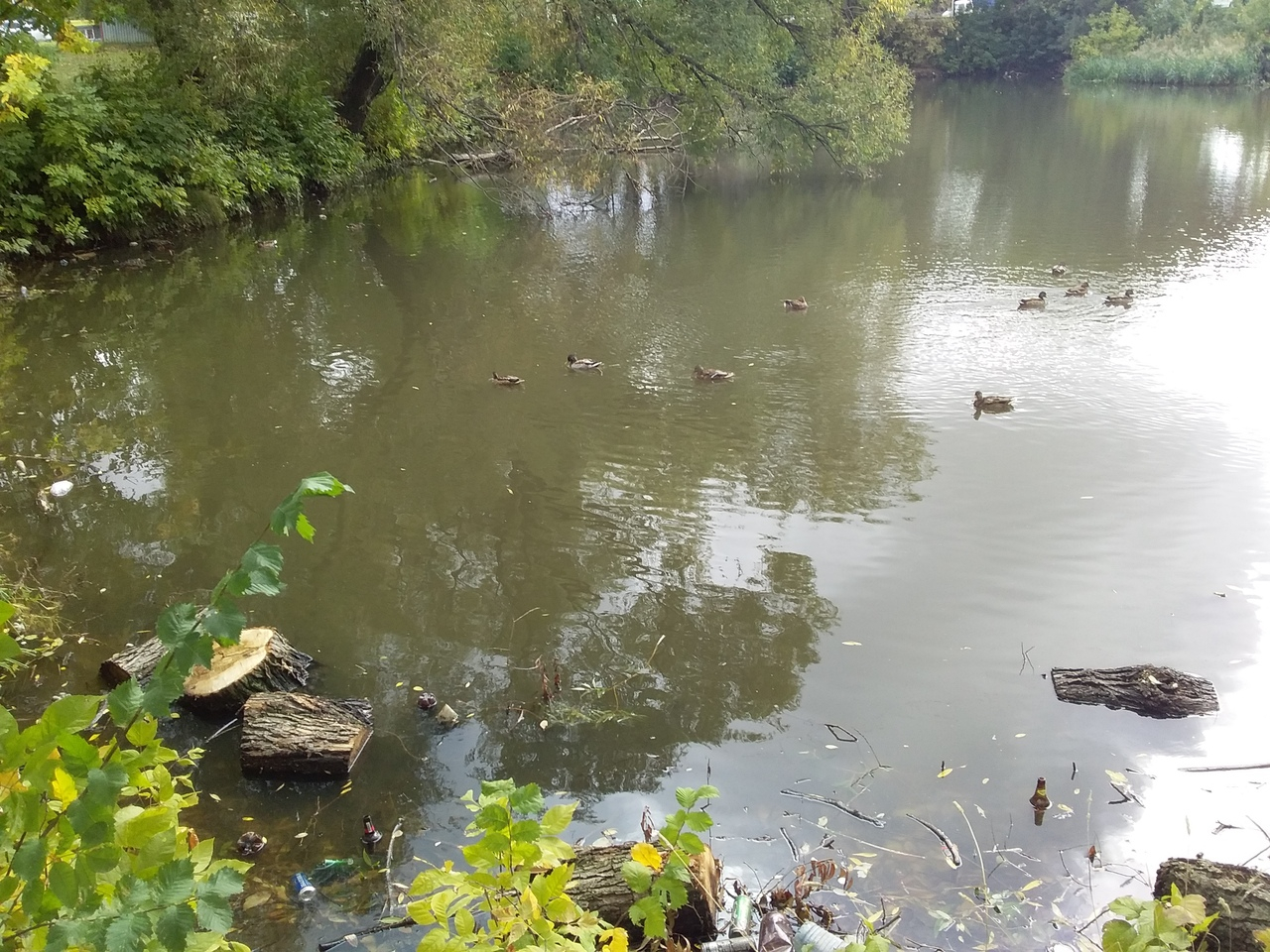 В Дашково-Песочне пруд Серой шейки забит мусором и спиленными деревьями