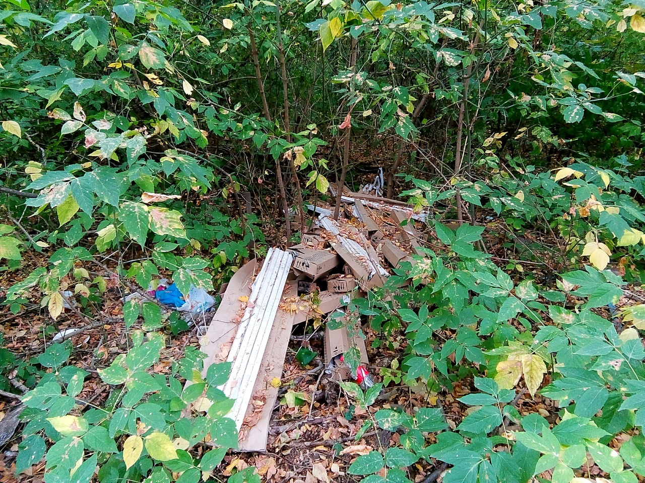 "Земля заражена ртутью": в рязанском лесопарке кто-то выбросил несколько упаковок с ртутными лампами
